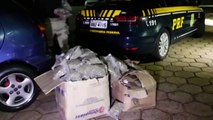 Jovem é preso pela PRF com 70 quilos de maconha