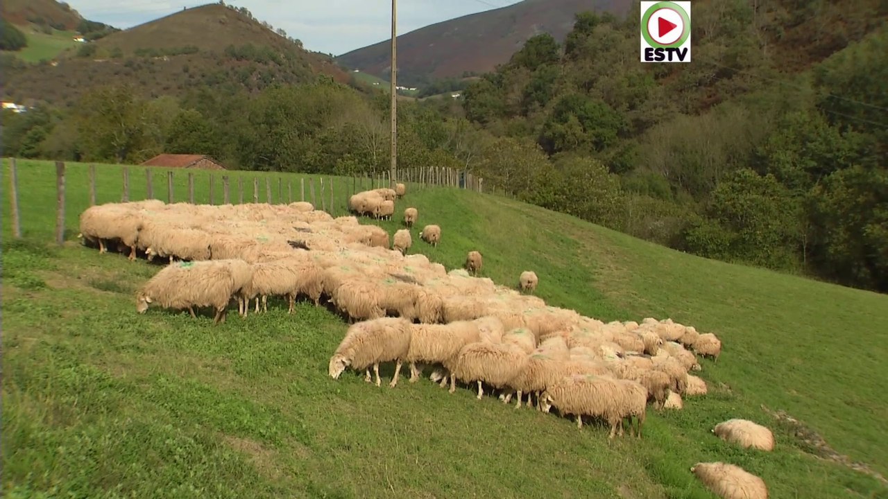 Bidarray |   ⛰️ Les Brebis de l'Automne - Euskadi Surf TV