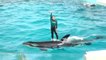 Sea World | Shamu Show | Dolphin Days | Sea Lions & Otter | Chinese Lunar Year | 4K | 2020 |Ultra HD