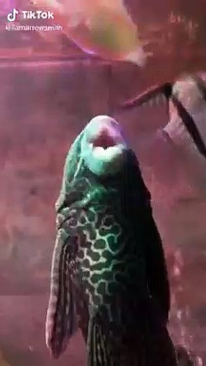 TikTok - Fish Sings in Indian