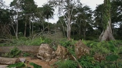 Costa de Marfil, un productor líder de cacao al borde del desastre ecológico