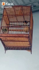 Chim quý trị giá vô giá