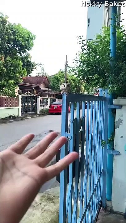Sugar Glider Falls Short
