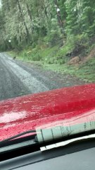 Lone Wolf Wanders Along Mountain Road