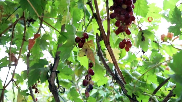 Gencellili kadınların doğal ürünleri Halk Ege Et’te satılacak