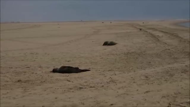 Hallan 7.000 focas muertas en las costas de Namibia
