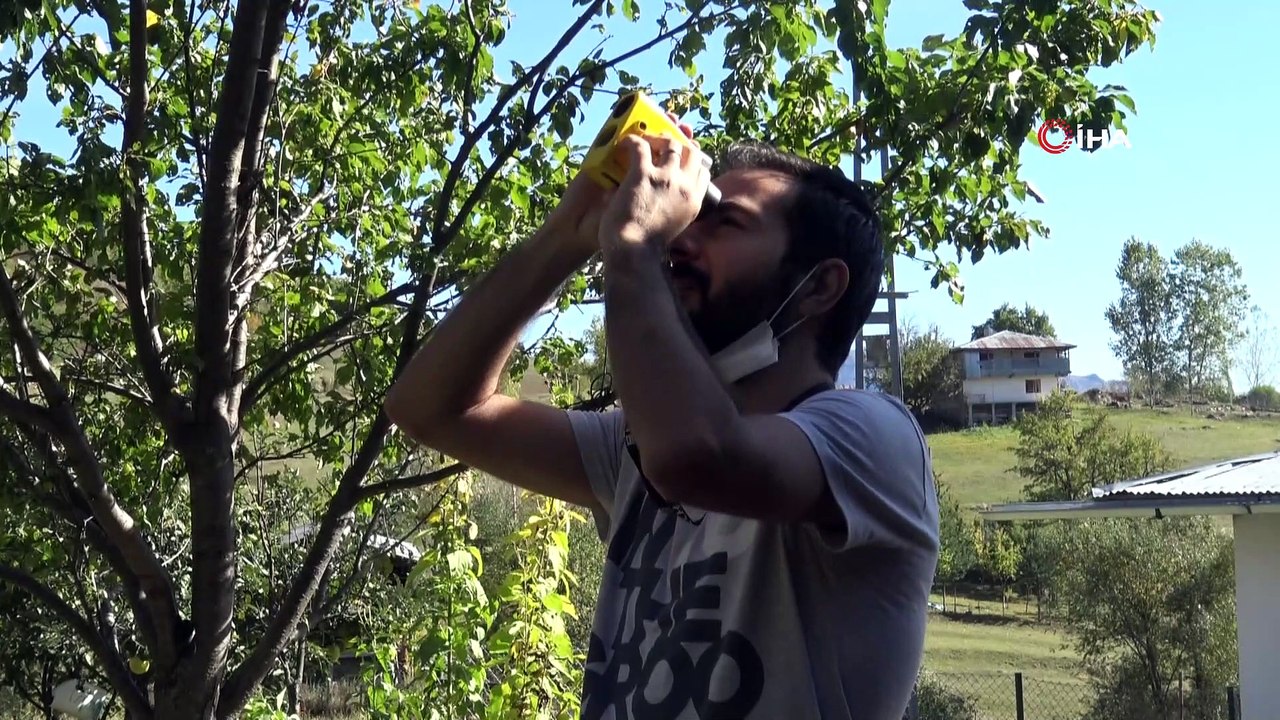 Dünyanın en yaşlı armut ağacı Artvin’de tespit edildi