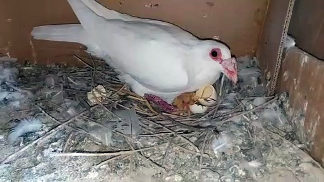 Watch the birds of the first day of a lack of a bird
