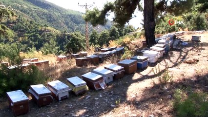 Arı kovanlarının içerisindeki esrarengiz olaylar arıcıları şaşırttı