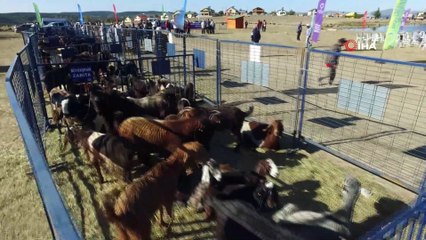 Ordu’da çiftçilere Halep keçisi dağıtıldı