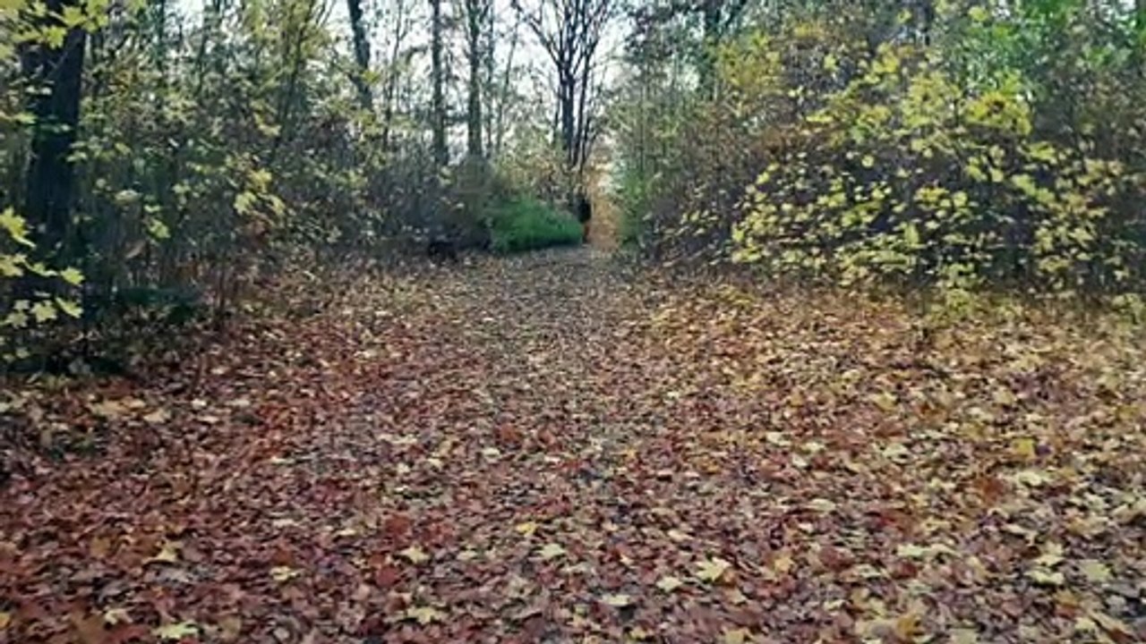Im Herbst Park Ruhrwald Berlin