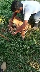 मोहन बड़ोदिया नीलगाय के बच्चे को सियार ने पकड़ा ग्रामीण की मदद से बचाया गया