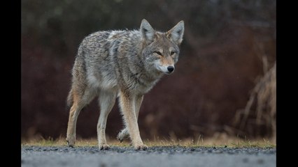 Why did Trump keep talking about coyotes during the debate