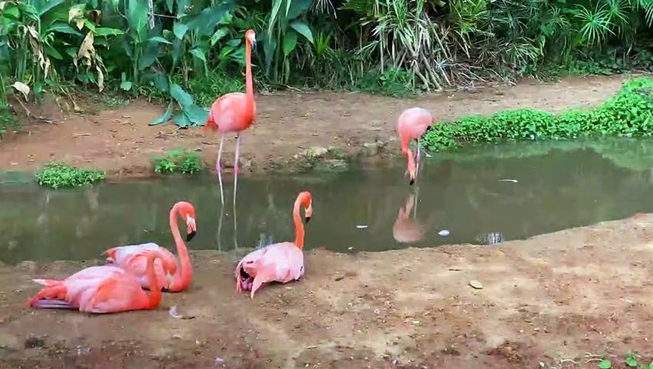 Flamingo Bird