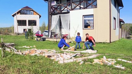En Sibérie, des renards apprivoisés interrogent la science
