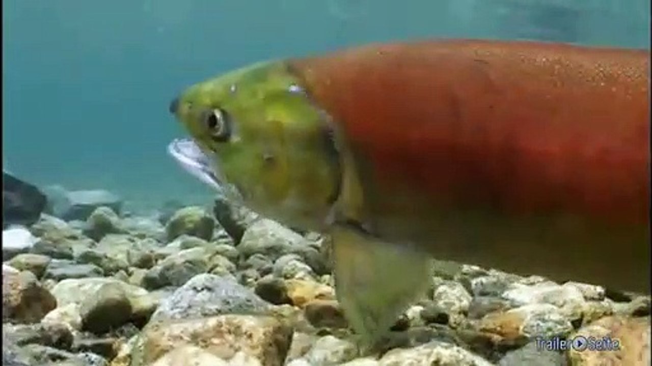 Das Universum Der Fische Trailer (2014)