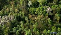 Ausschnitt aus Planet Deutschland: Unsere Heutigen Wälder