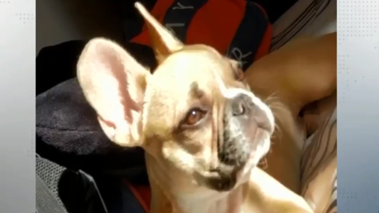 Polémica por orden de devolver con su dueño a perro víctima de maltrato