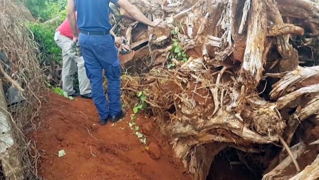 Cadela cria embaixo de tronco de árvore e cachorrinhos ficam presos; Bombeiros são acionados