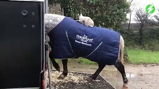 Ce chat adore faire du cheval