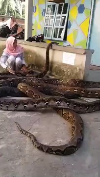 Elle joue avec plusieurs pythons géants... Impressionnant