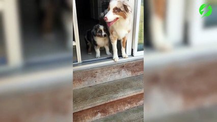 Download Video: Papa chien apprend à son petit à descendre les escaliers... Adorable