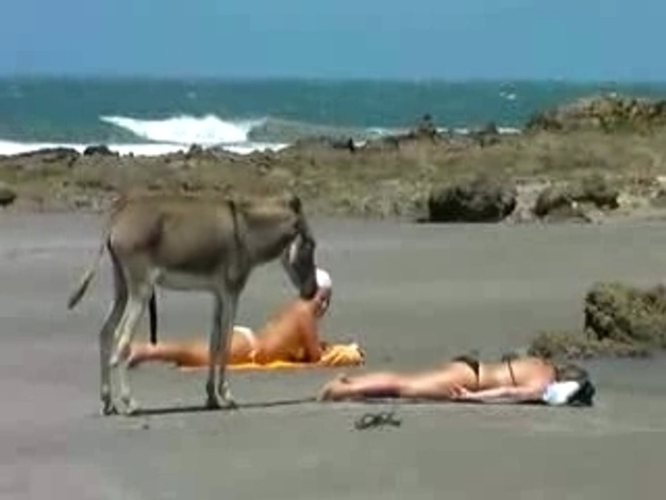 L'ane et la femme