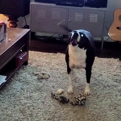Bruno the pitbull is singing new song