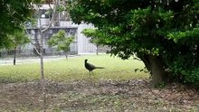 Nervous Tasty Bird in Japan!