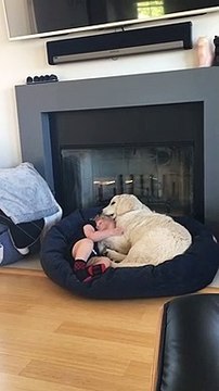 dog cuddles with crying toddler - dog cuddles with crying toddler - 983467