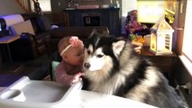 baby girl hugs big fluffy dog on barstool - baby girl hugs big fluffy dog on barstool -