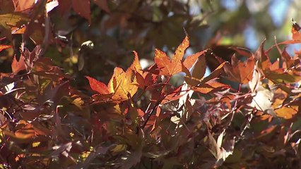 남부지방도 단풍 절정...무등산 등산객 몰려 / YTN