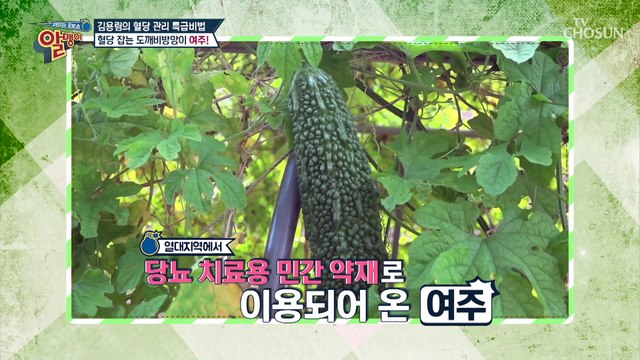 도깨비 방망이 닮은 ❛이것❜으로 혈당 잡자↗ #광고포함