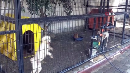 Yazlıkçıların sokağa terk ettikleri hayvanlara belediye sahip çıktı