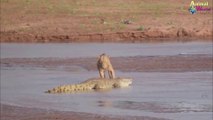 Crocodiles vs lions (compilation)