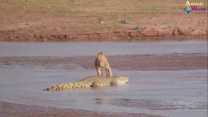 Crocodiles vs lions (compilation)