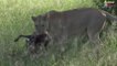 Mother Lion Rescue Baby From Wild Dog - Wild Dog too crowded, Lion encountered many Difficulties1