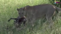 Mother Lion Rescue Baby From Wild Dog - Wild Dog too crowded, Lion encountered many Difficulties1