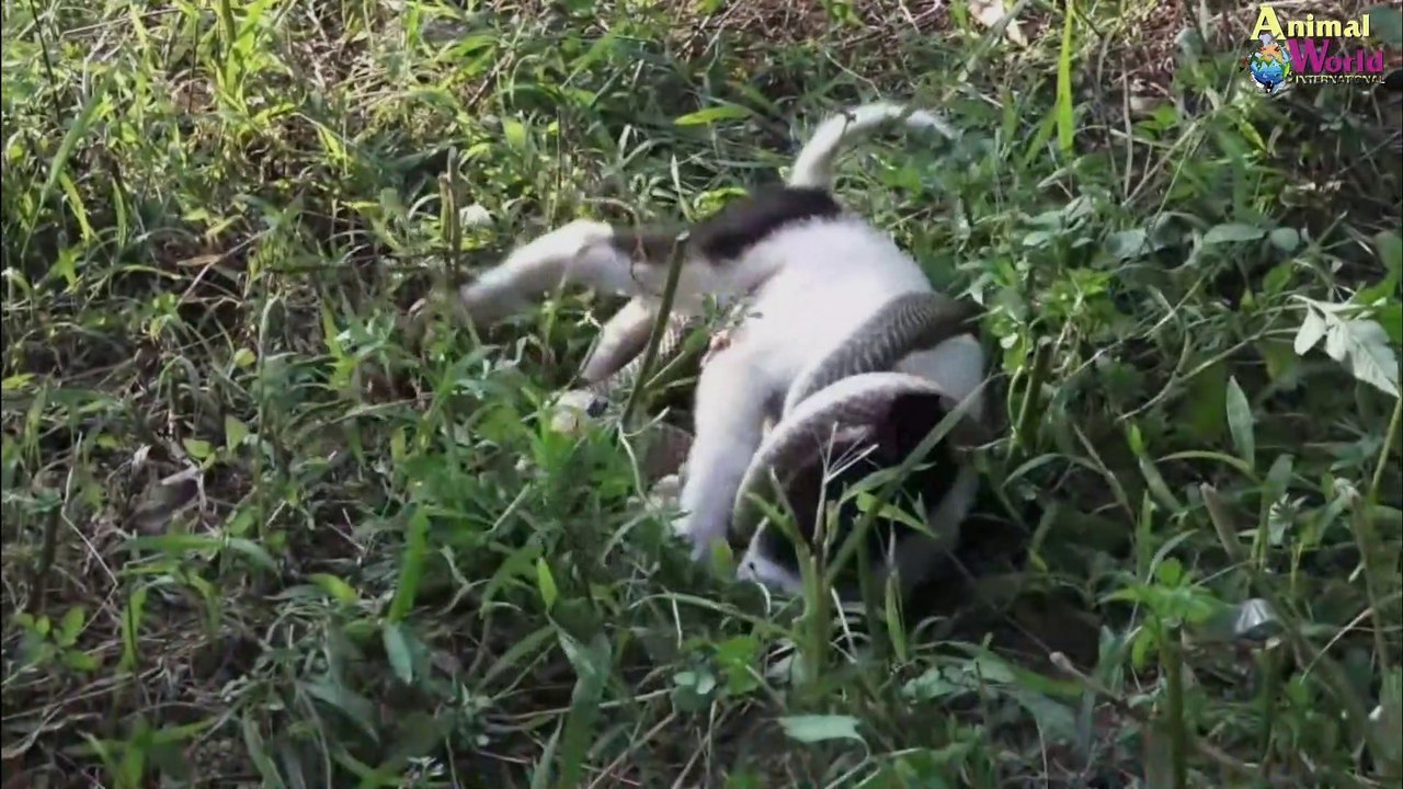 Puppy from King Cobra Attack Be Rescued In Time ...Rescue dog story