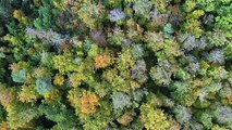 上から見た森林 by ムービングマネー