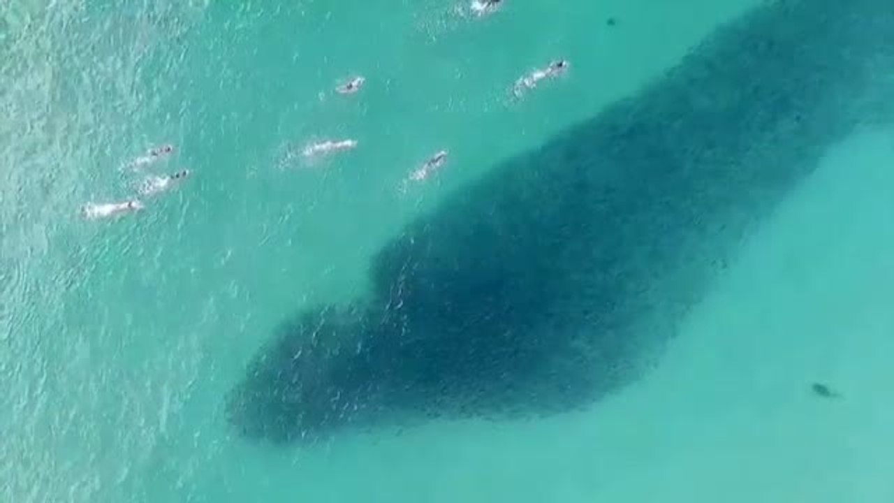 Un dron graba a un grupo de bañistas en Australia nadando junto a peces y tiburones