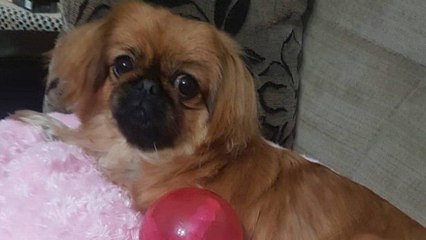 Köpeği için başlattığı hukuk mücadelesini 1,5 yıldır sürdürüyor