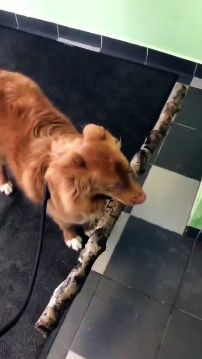 Stick Stops Doggy From Entering Door