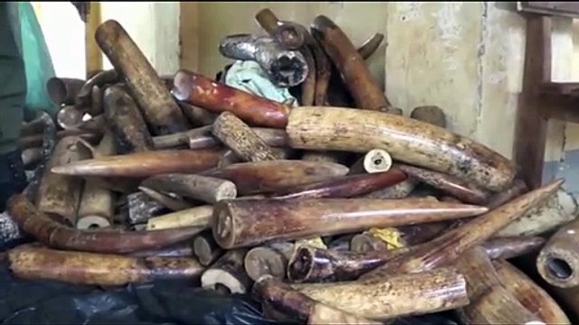 الكاميرون توقف أربعة أشخاص في حوزتهم 118 من أنياب الفيلة