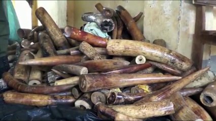 الكاميرون توقف أربعة أشخاص في حوزتهم 118 من أنياب الفيلة