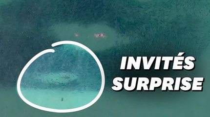 Download Video: En Australie, ces nageurs et ces requins ont partagé la même balade dans un banc de saumons