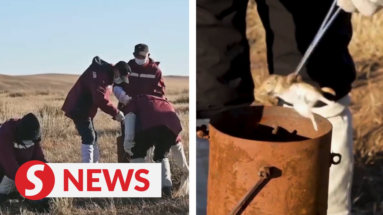 Meet rat-catchers who battle plague in China's Inner Mongolia