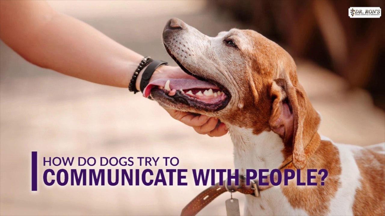 How do Dogs try to Communicate with People?