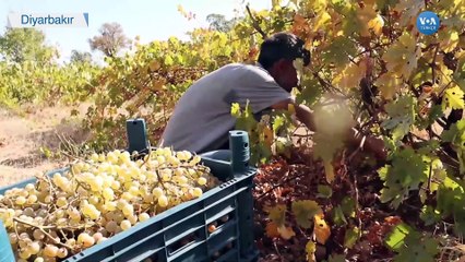 Yüzlerce Yıllık Gelenek Pandemiye Rağmen Sürüyor