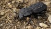 The diabolical ironclad beetle can survive getting run over by a car